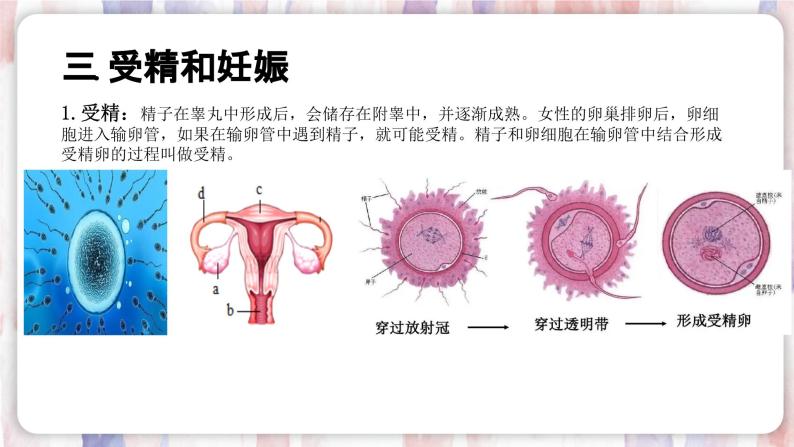 【浙教版】七下科学  1.1新生命的诞生（课件+同步练习）06