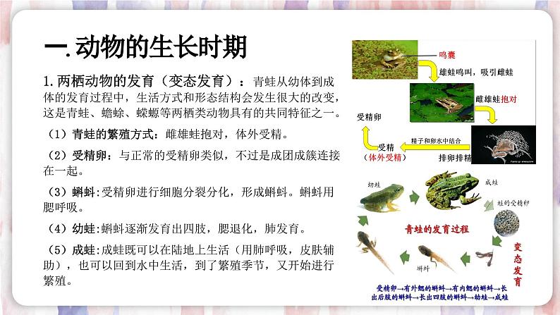 【浙教版】七下科学  1.3动物的生长时期（课件+同步练习）03