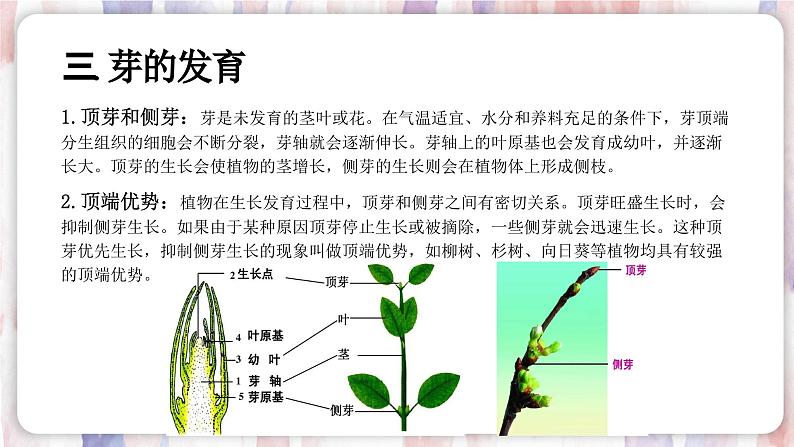 【浙教版】七下科学  1.4植物的一生（课件+同步练习）07