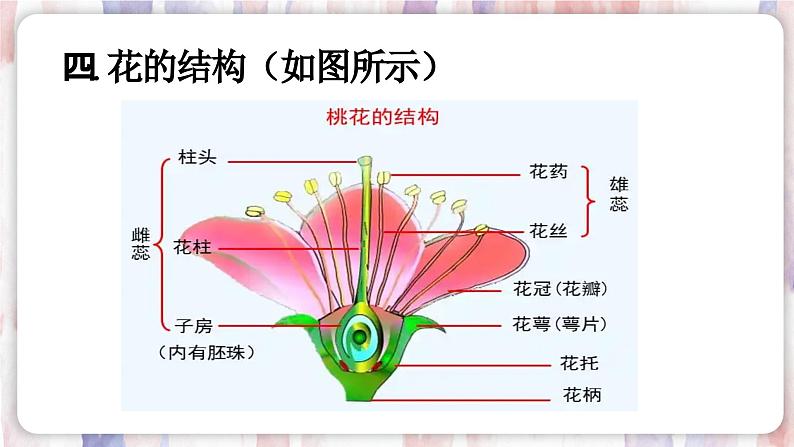 【浙教版】七下科学  1.4植物的一生（课件+同步练习）08