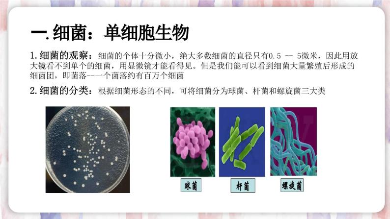 【浙教版】七下科学  1.6细菌和真菌的繁殖（课件+同步练习）03