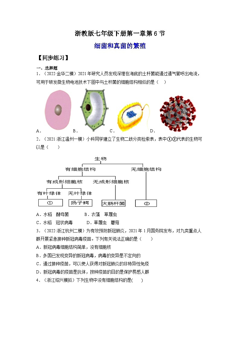 【浙教版】七下科学  1.6细菌和真菌的繁殖（课件+同步练习）01