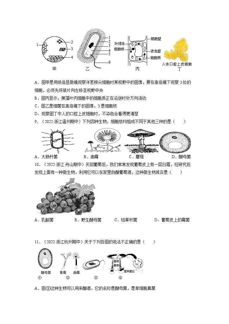 【浙教版】七下科学  1.6细菌和真菌的繁殖（课件+同步练习）03