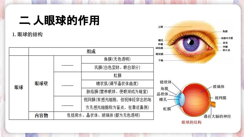 【浙教版】七下科学  2.6透镜和视觉（课件+同步练习）07