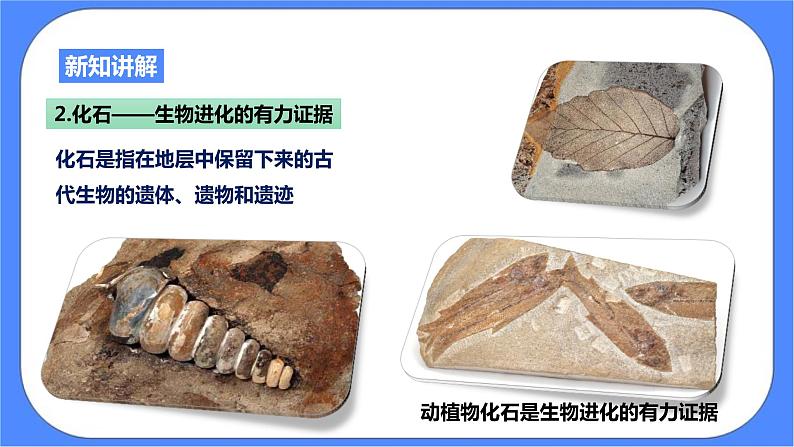 浙教版九年科学下册第1章第4节生物的进化 第1课时课件05