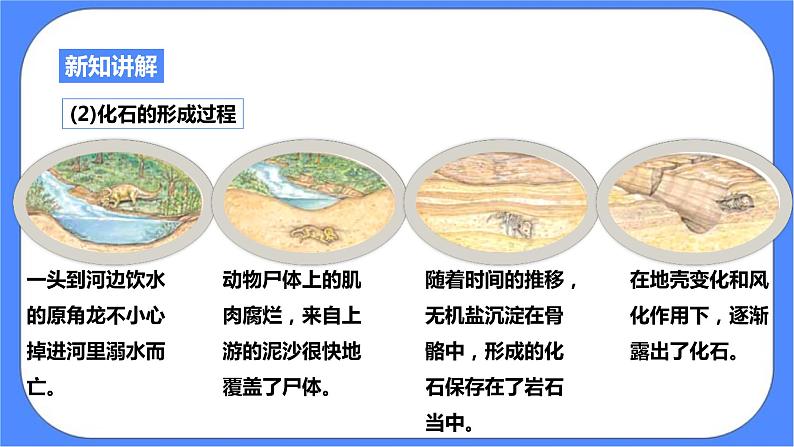 浙教版九年科学下册第1章第4节生物的进化 第1课时课件06