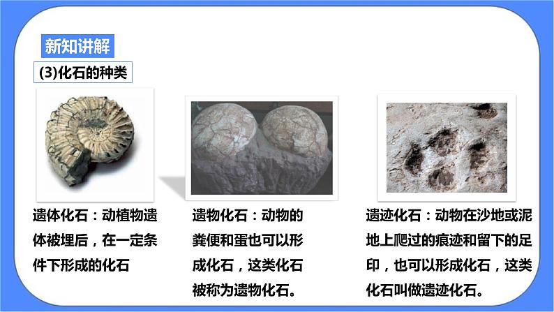 浙教版九年科学下册第1章第4节生物的进化 第1课时课件08