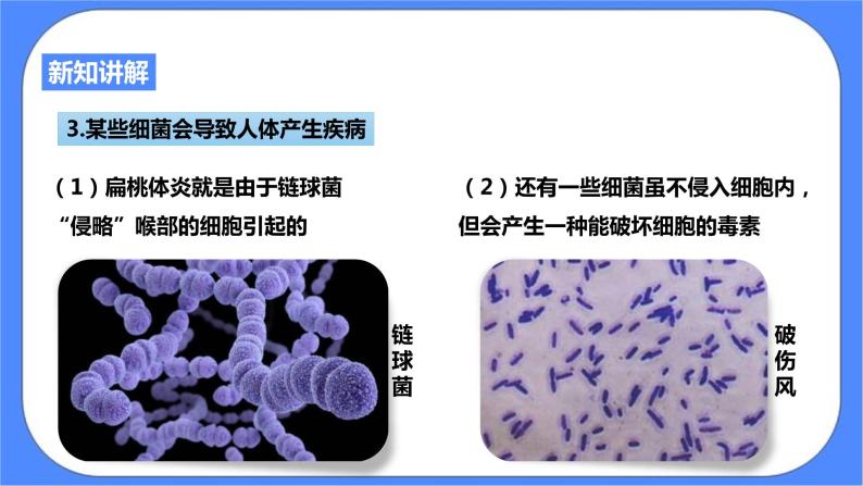 浙教版九年科学下册第3章第2节来自微生物的威胁 第1课时课件07