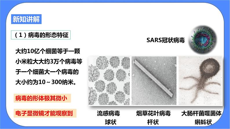 浙教版九年科学下册第3章第2节来自微生物的威胁 第2课时课件07