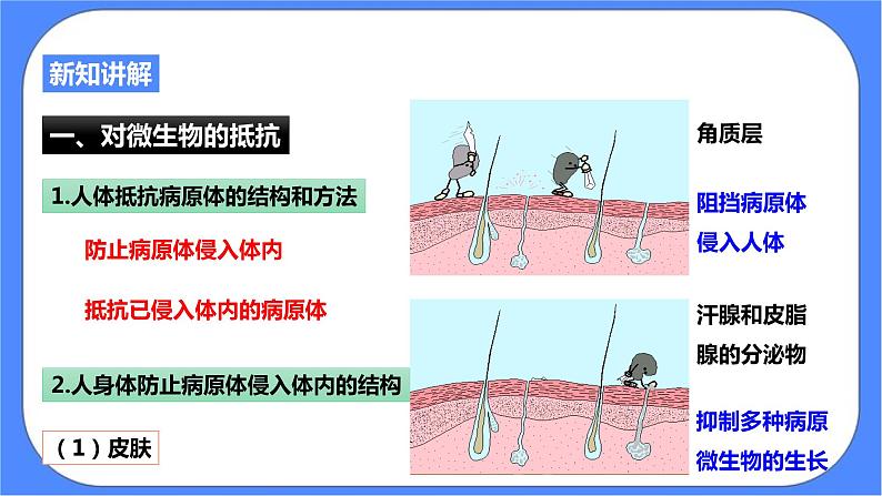 浙教版九年科学下册第3章第3节身体的防卫 第1课时课件03
