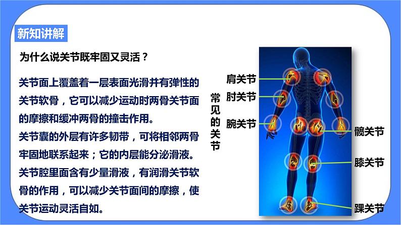 浙教版九年科学下册第3章第5节人的运动系统和保健 第2课时课件07