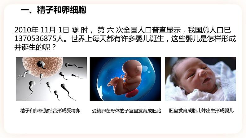 浙教版科学七年级下册1.1新生命的诞生课件第4页