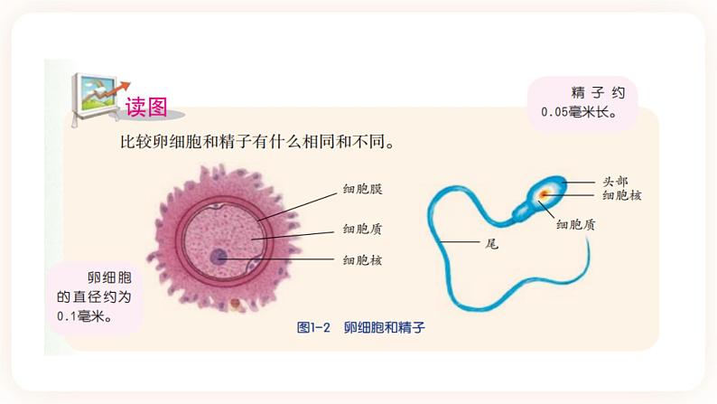 浙教版科学七年级下册1.1新生命的诞生课件第5页