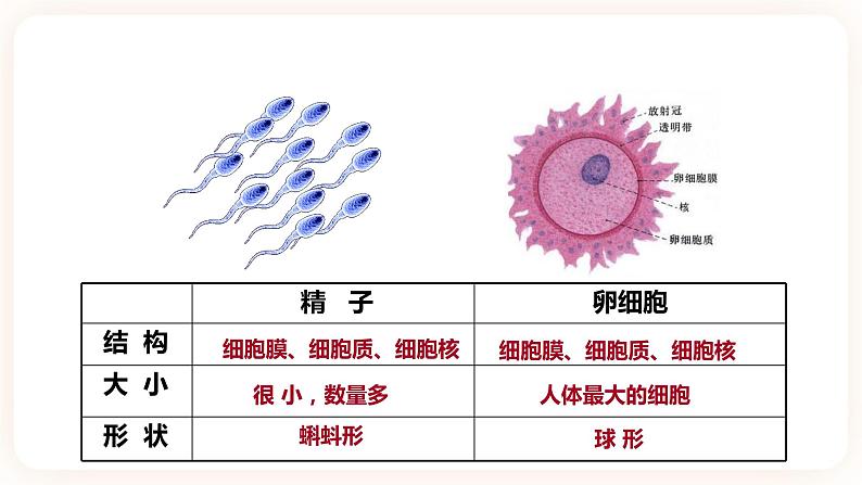 浙教版科学七年级下册1.1新生命的诞生课件第6页