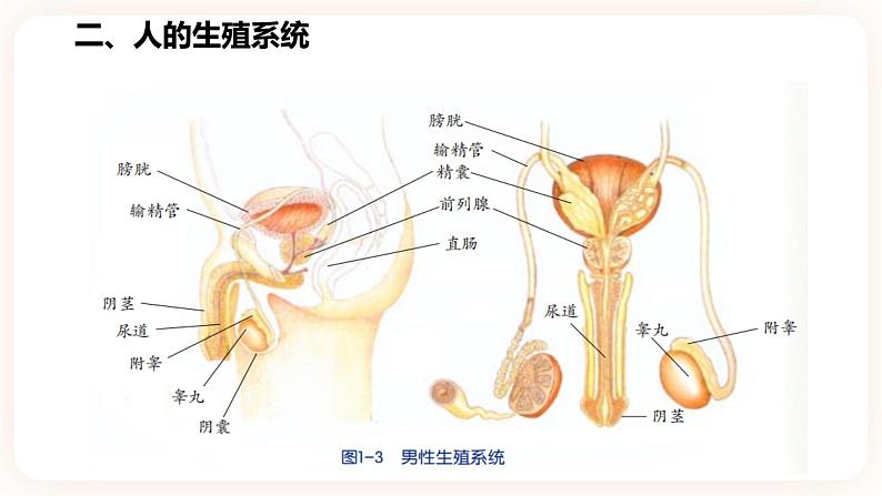 浙教版科学七年级下册1.1新生命的诞生课件第7页