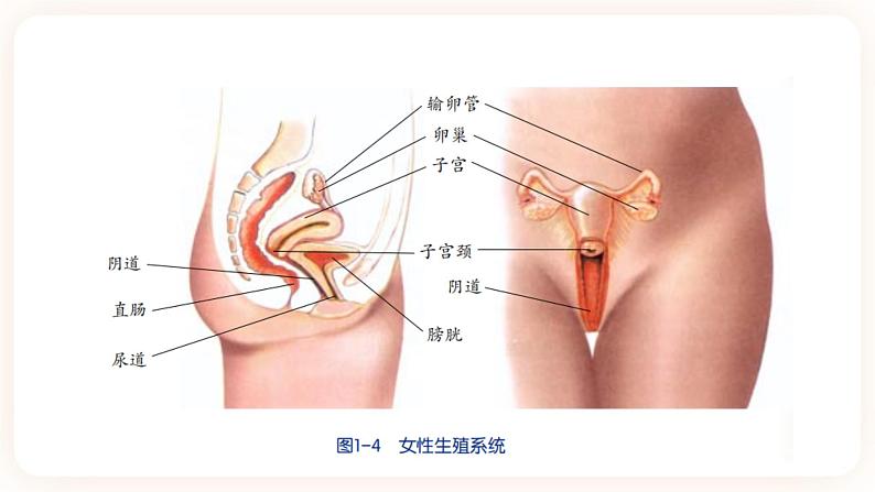 浙教版科学七年级下册1.1新生命的诞生课件第8页