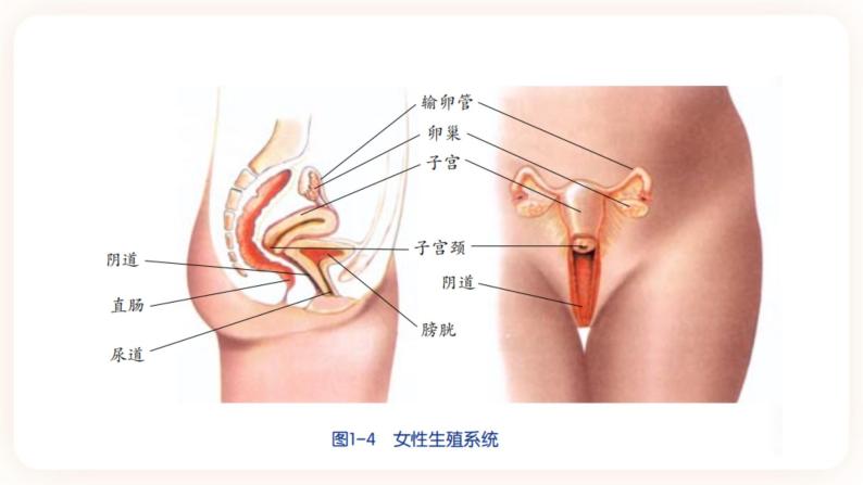 浙教版科学七年级下册1.1新生命的诞生课件08