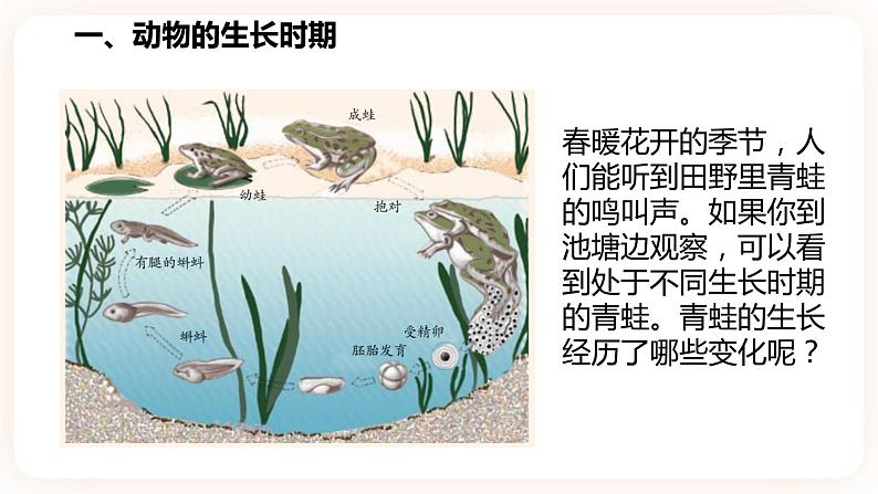 浙教版科学七年级下册1.3动物的生长时期课件第4页