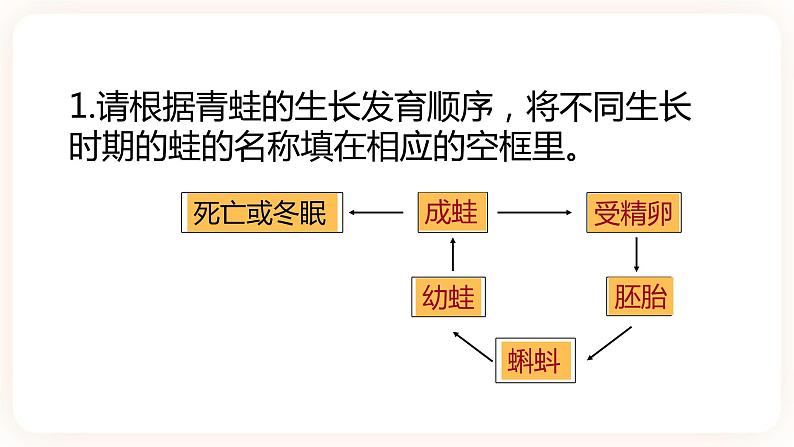 浙教版科学七年级下册1.3动物的生长时期课件第7页