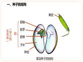 浙教版科学七年级下册1.4植物的一生(第1课时）课件