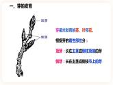 浙教版科学七年级下册1.4植物的一生(第2课时）课件