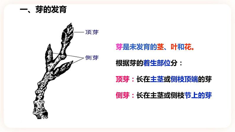 浙教版科学七年级下册1.4植物的一生(第2课时）课件第4页