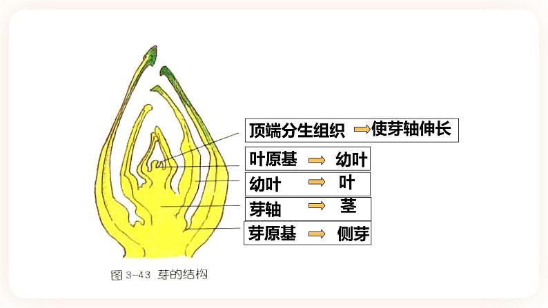 浙教版科学七年级下册1.4植物的一生(第2课时）课件第7页