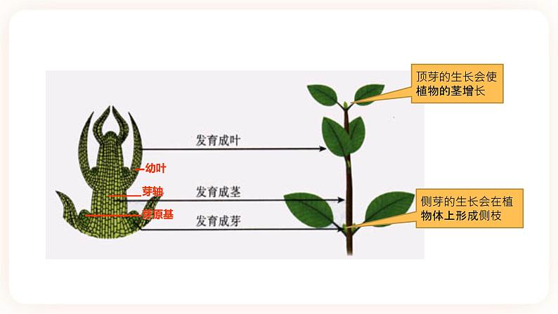 浙教版科学七年级下册1.4植物的一生(第2课时）课件第8页