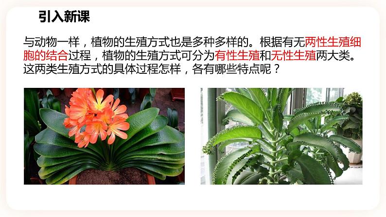 浙教版科学七年级下册1.5植物生殖方式的多样性(第1课时）课件第2页