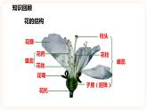 浙教版科学七年级下册1.5植物生殖方式的多样性(第1课时）课件