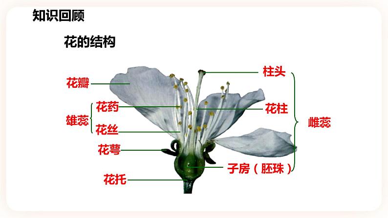 浙教版科学七年级下册1.5植物生殖方式的多样性(第1课时）课件第4页