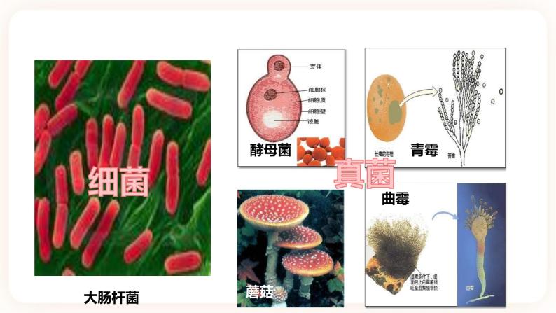 浙教版科学七年级下册1.6细菌和真菌的繁殖课件04