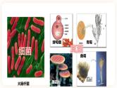 浙教版科学七年级下册1.6细菌和真菌的繁殖课件
