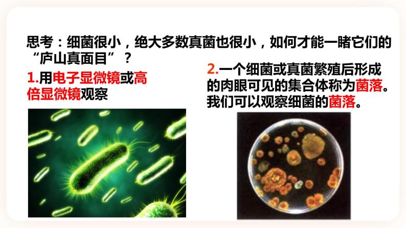 浙教版科学七年级下册1.6细菌和真菌的繁殖课件05