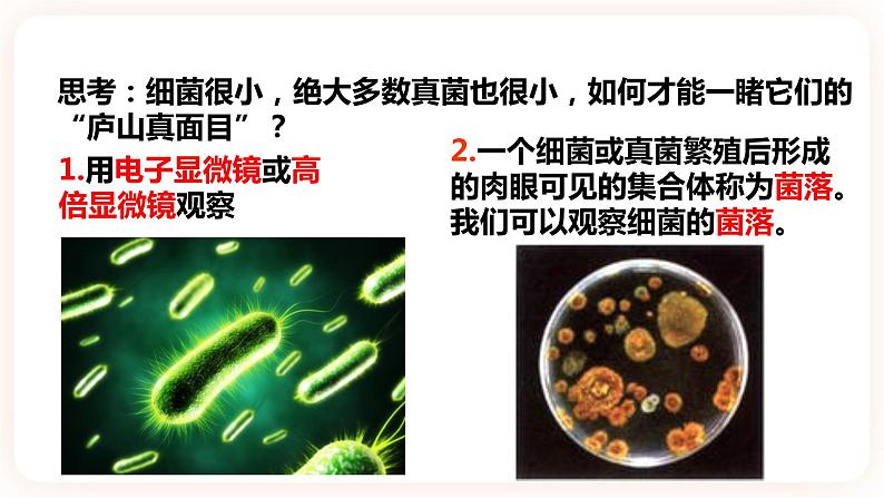 浙教版科学七年级下册1.6细菌和真菌的繁殖课件05