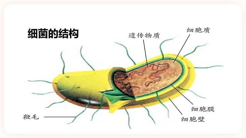 浙教版科学七年级下册1.6细菌和真菌的繁殖课件07