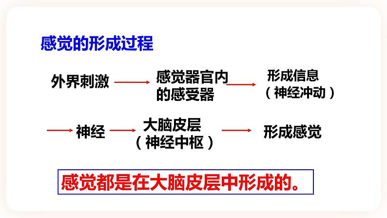 浙教版科学七年级下册2.1感官世界课件第6页