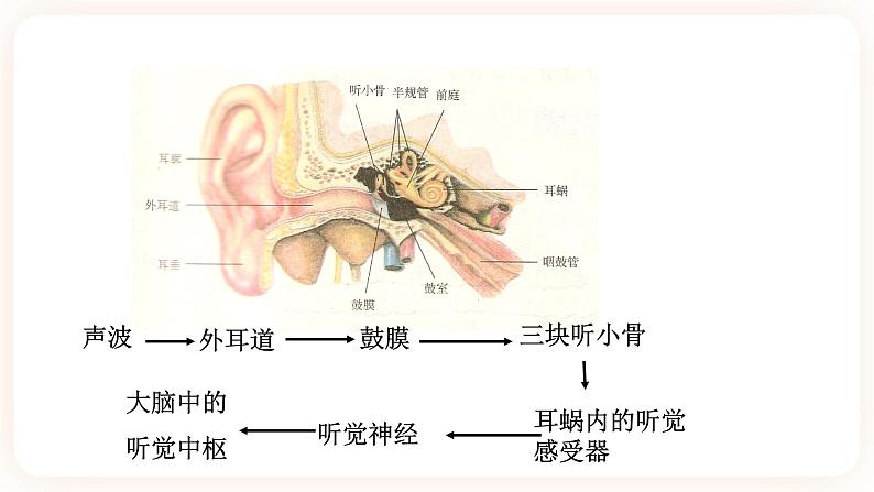 浙教版科学七年级下册第三节   耳和听觉（第一课时）课件04