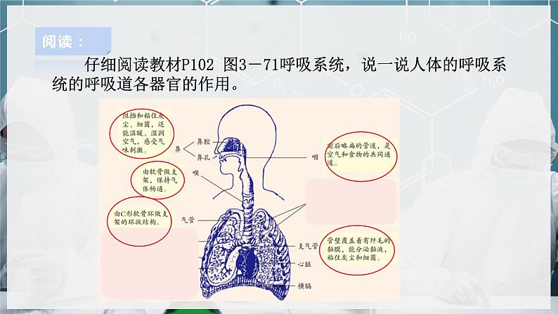 【浙教版】八下科学  3.5生物的呼吸和呼吸作用 第1课时（课件+教案+导学案+视频素材）06