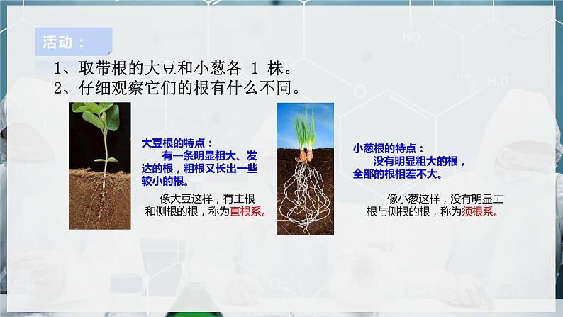 【浙教版】八下科学  4.3植物的根与物质吸收 第1课时（课件+教案+导学案+视频素材）05