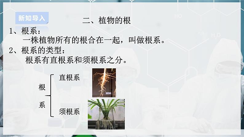 【浙教版】八下科学  4.3植物的根与物质吸收 第1课时（课件+教案+导学案+视频素材）06