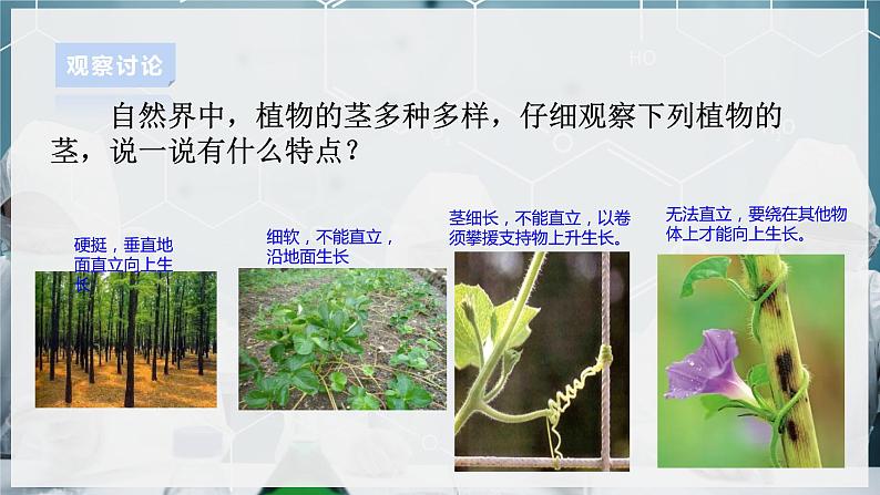 【浙教版】八下科学  4.4植物的茎与物质运输 第1课时（课件+教案+导学案+视频素材）03