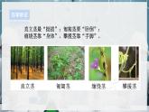 【浙教版】八下科学  4.4植物的茎与物质运输 第1课时（课件+教案+导学案+视频素材）