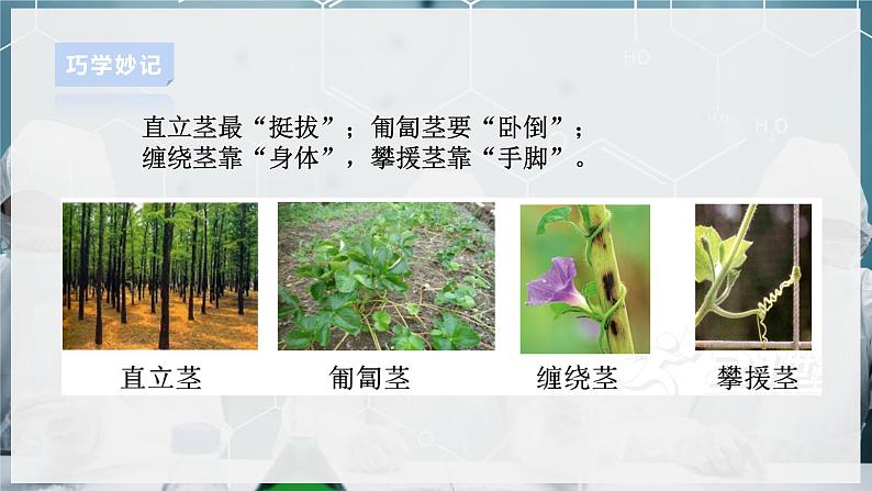 【浙教版】八下科学  4.4植物的茎与物质运输 第1课时（课件+教案+导学案+视频素材）05