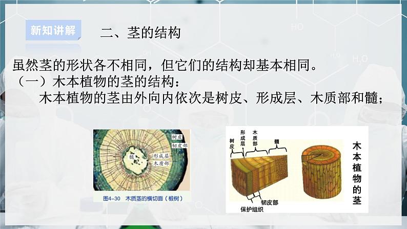 【浙教版】八下科学  4.4植物的茎与物质运输 第1课时（课件+教案+导学案+视频素材）07