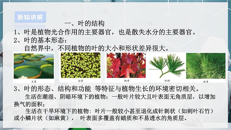 【浙教版】八下科学  4.5植物的叶与蒸腾作用 第1课时（课件+教案+导学案+视频素材）05