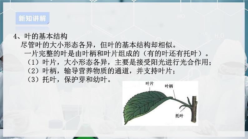 【浙教版】八下科学  4.5植物的叶与蒸腾作用 第1课时（课件+教案+导学案+视频素材）06