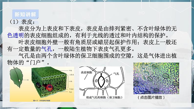 【浙教版】八下科学  4.5植物的叶与蒸腾作用 第1课时（课件+教案+导学案+视频素材）08