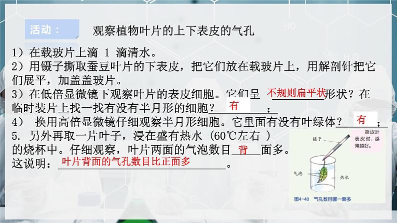 【浙教版】八下科学  4.5植物的叶与蒸腾作用 第2课时 （课件+教案+导学案+视频素材）08