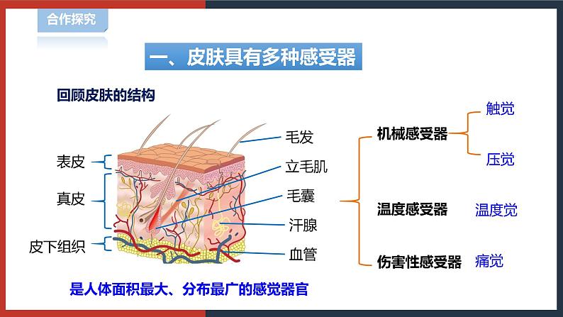 【华师大版】八下科学  3.3 皮肤感觉（课件+教案+导学案）05